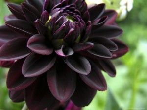 Dahlia Flower Meanings Dahlia S Are Spicy Flowers And Their Meanings Range From A Sign Of Warning To Change To Trav Dahlia Flower Flower Seeds Dark Flowers