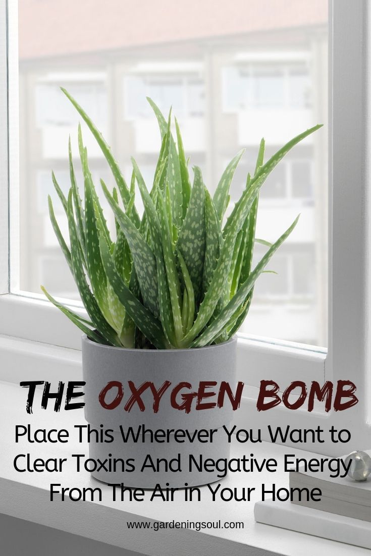 The Oxygen Bomb: Place These Wherever You Want to Clear Toxins And Negative Energy From The Air in Your Home