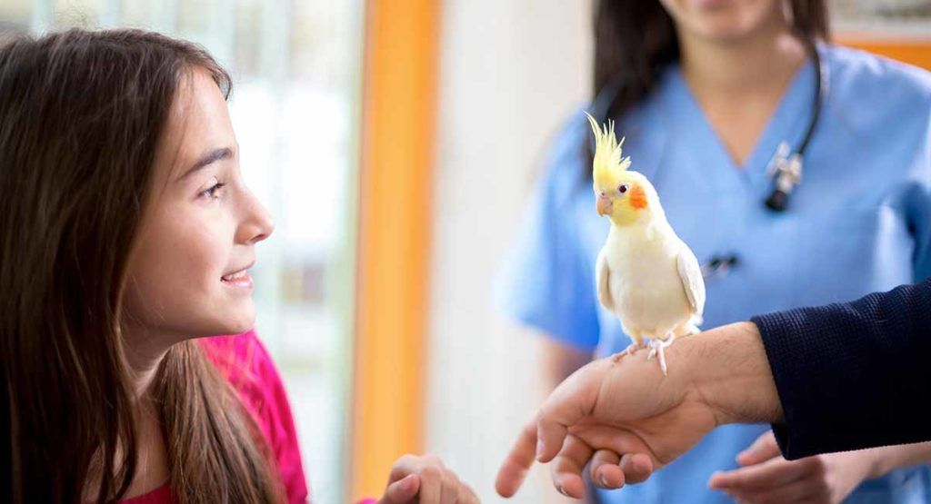 Cockatiel Care SN long Cockatiel Care, Cockatiel Toys, Veterinary Radiology, Avian Veterinarian, Muscle Atrophy, Pet Bird, Proper Diet, Look After Yourself, Bird Toys