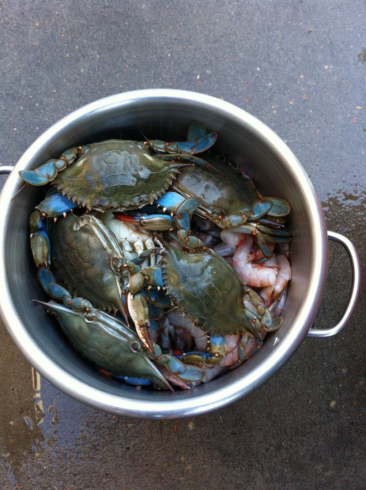 Blue Crab Yum Whats For Dinner Pinterest Steak Blue Crab Yum