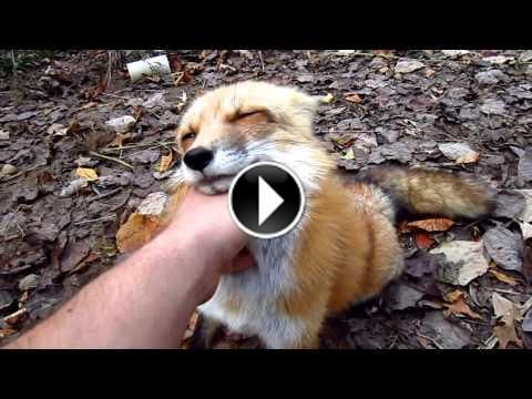 Photo de chien et chat trop mignon Photo de chien et chat trop mignon