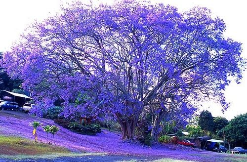 Blue Hawaiian Mimosa Tree Blue Hawaiian Mimosa Tree