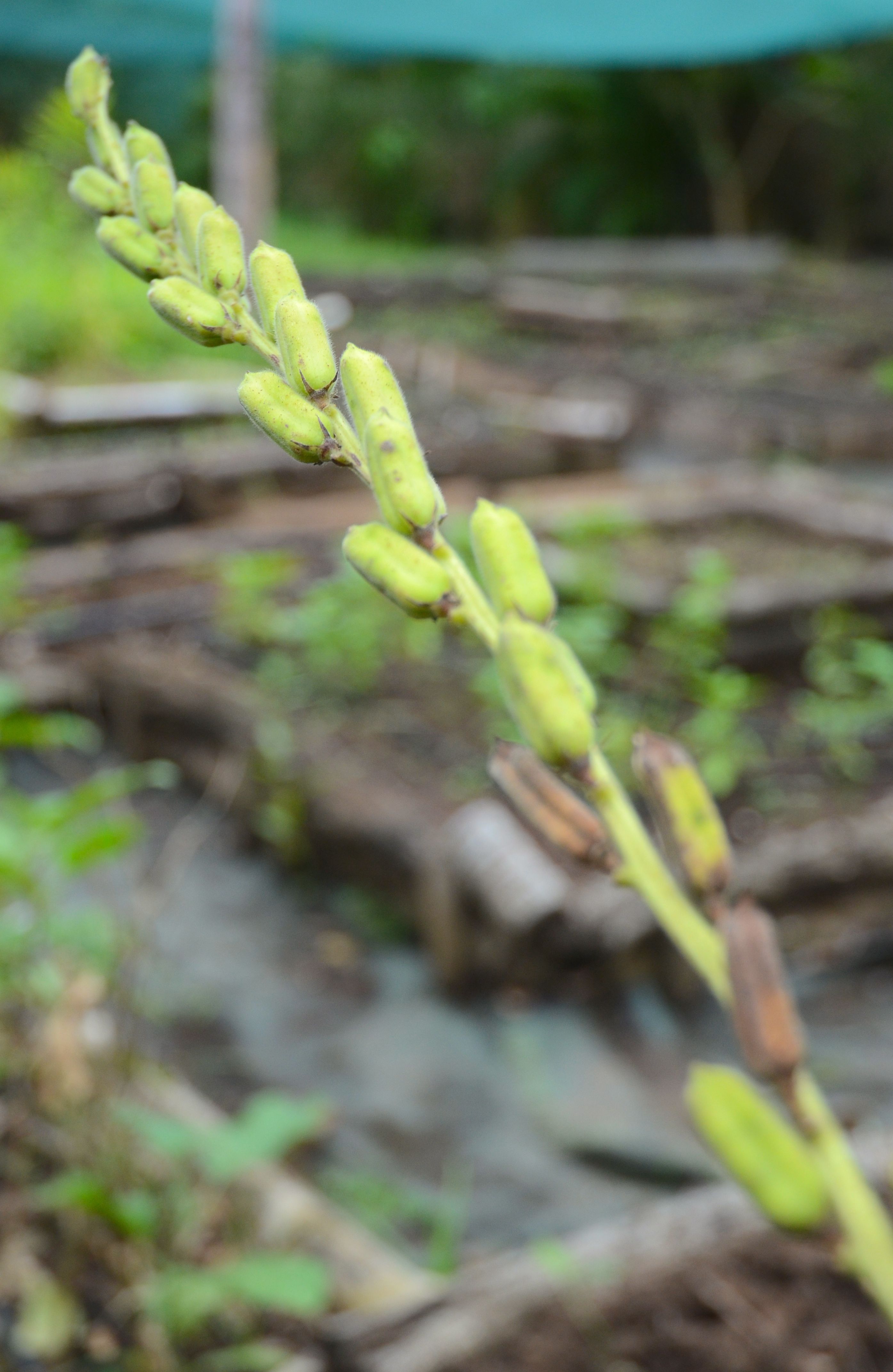 have you ever seen sesame seeds growing this is it whats growing sesame seeds