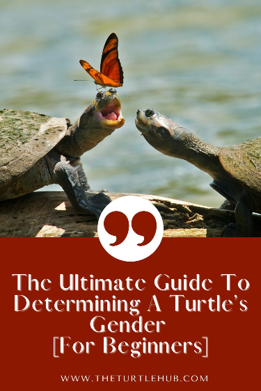 The Ultimate Guide to Determining a Turtle’s Gender [For Beginners]
