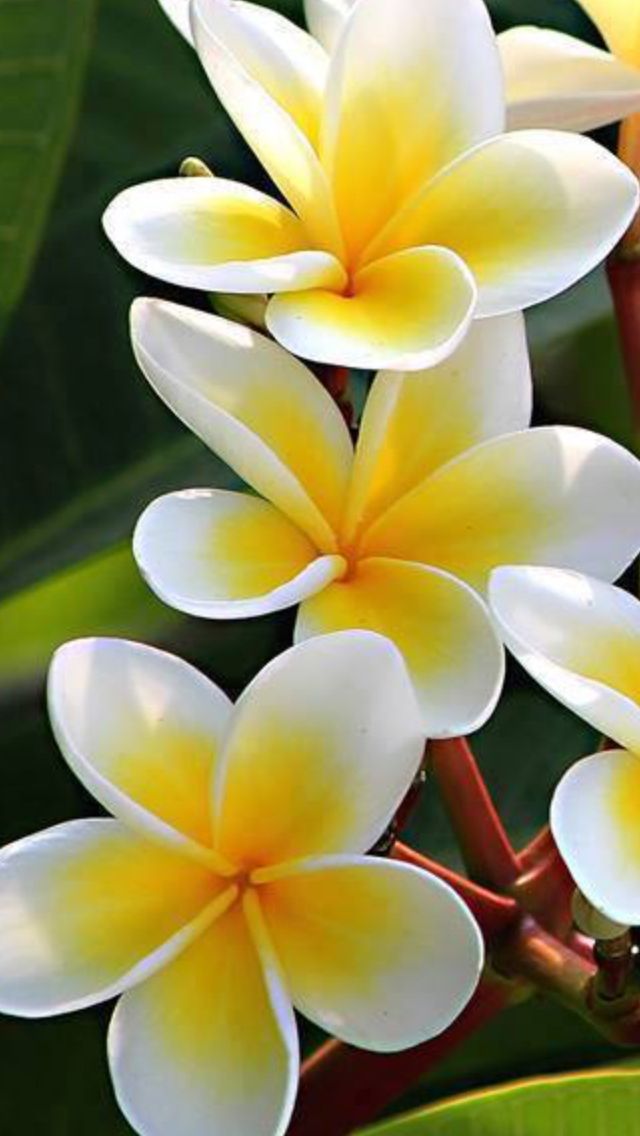 Beautiful | Plumeria flowers, Amazing flowers, Beautiful flowers