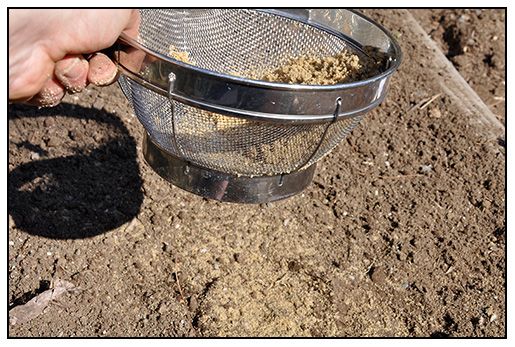 Planting poppy seeds in pots