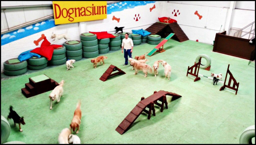 Dog Playground Dog Playground Dog Daycare Design Dog Daycare dog-playground-dog-playground-dog-daycare-design-dog-daycare