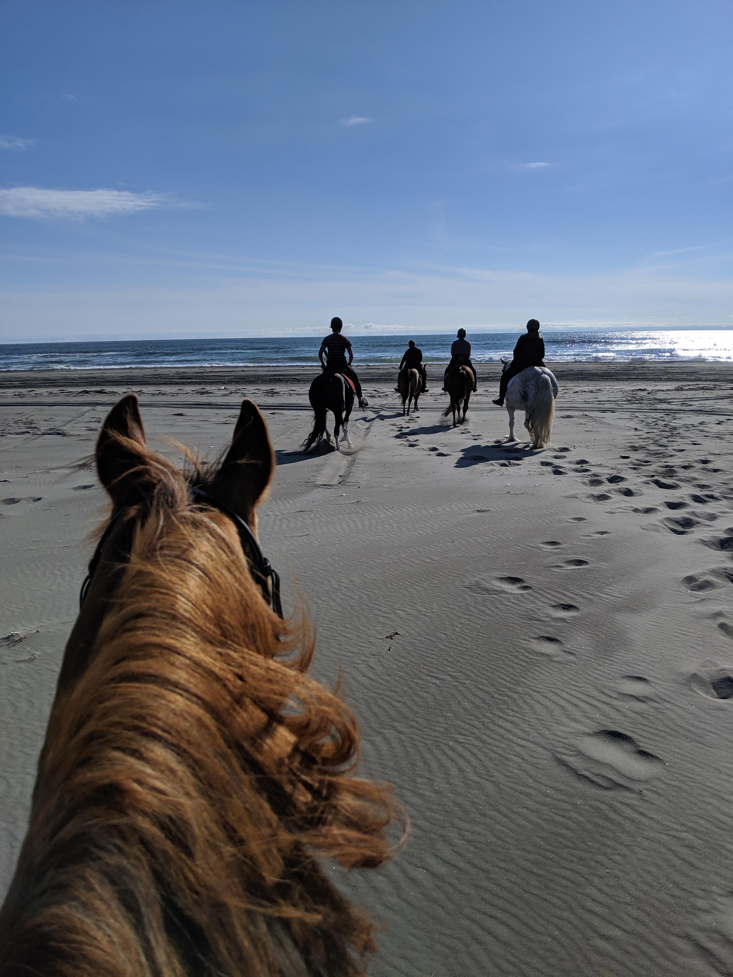 Our Beach Vacation Grayland Wa Beautiful Horse Pictures Horse Adventure Beautiful Horses