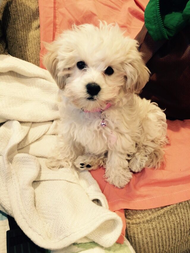 Zoey my Maltipoo ❤️ 12 weeks old 