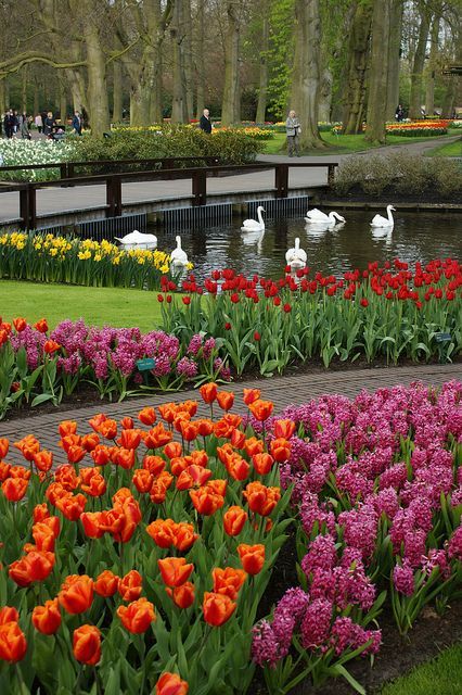 Keukenhof \u2013 The Garden of Europe Primavera, Paisajes y Jardines - paisajes jardines Keukenhof \u2013 The Garden of Europe Primavera, Paisajes y Jardines - paisajes jardines