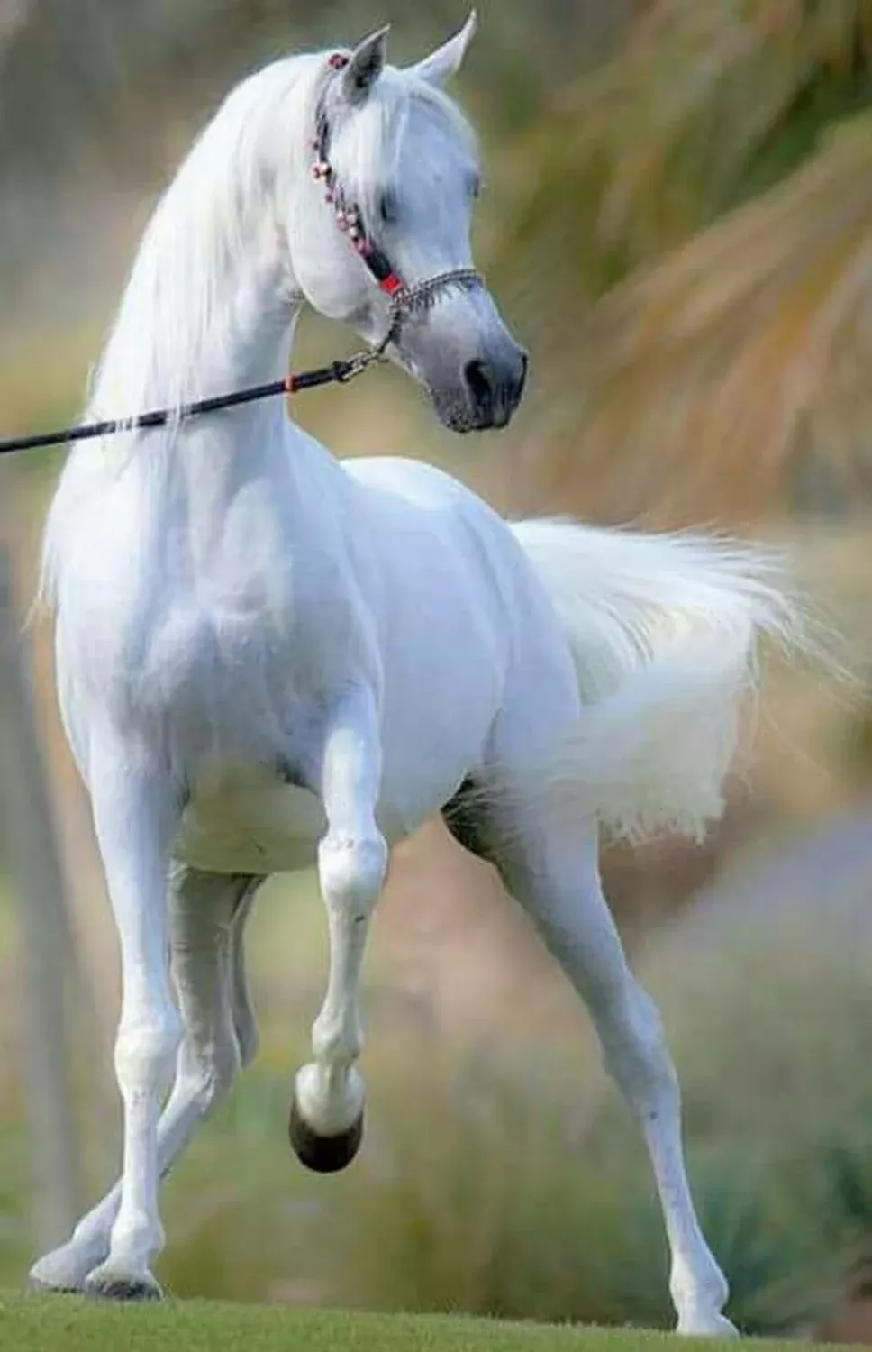 Picturesque Horses Beautiful Baby Picturesque Horses Beautiful Baby
