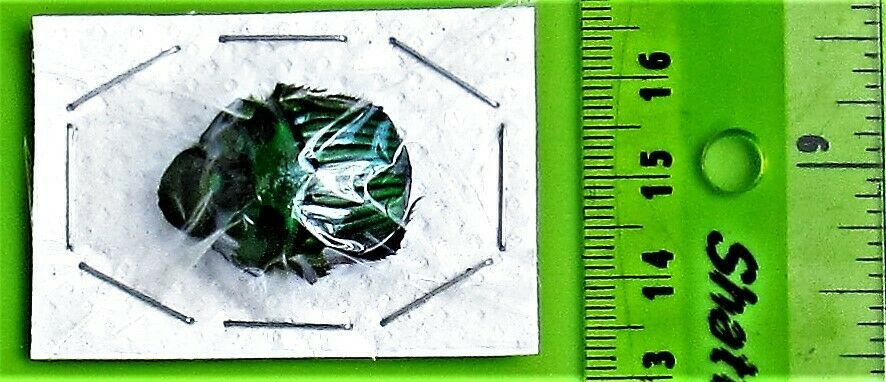 Green Dung Beetle Scarab Oxysternon conspicillatum Pair Fast from USA