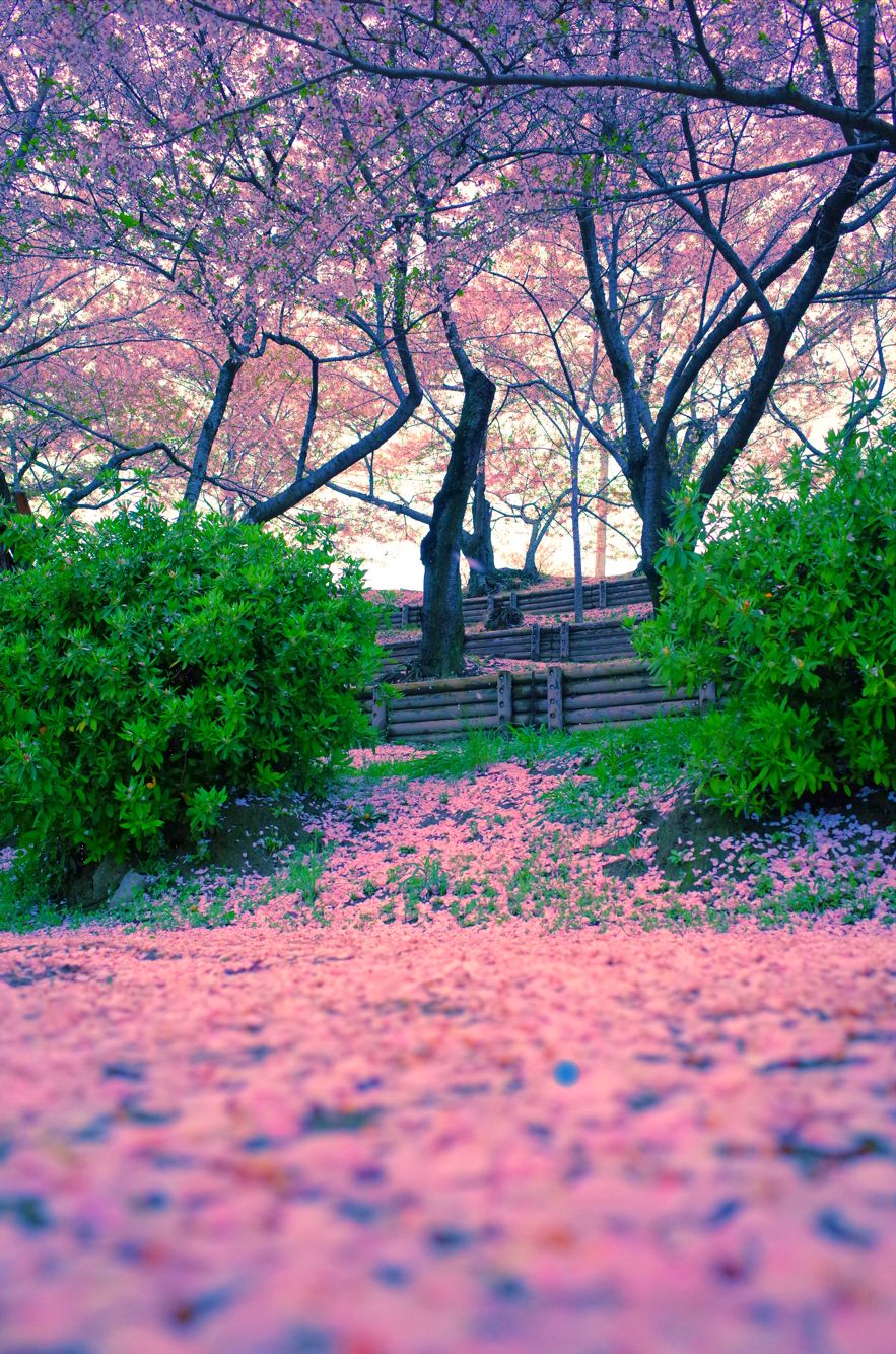 散る桜残る桜も散る桜 写真 散る桜残る桜も散る桜 写真