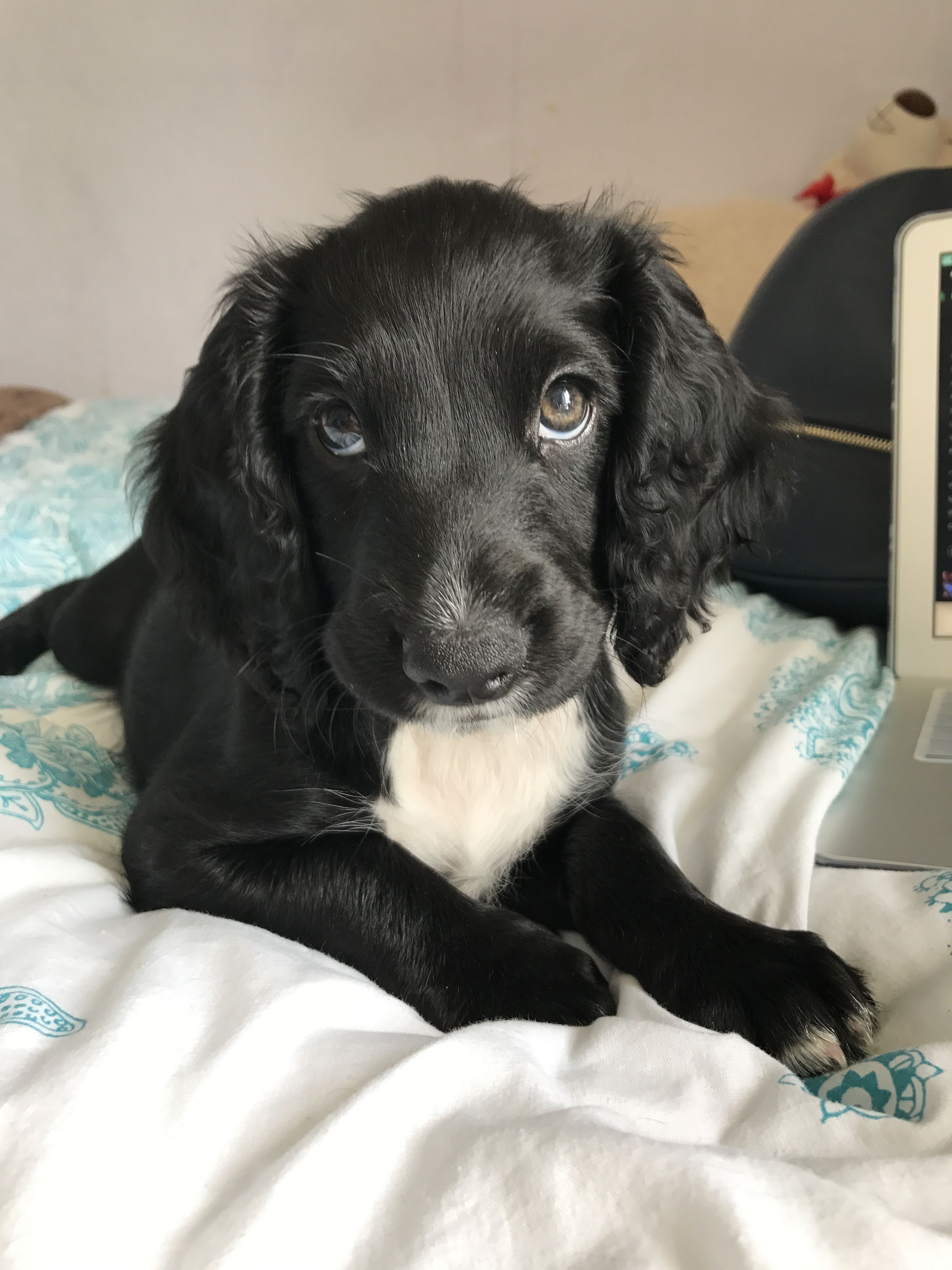 Betty the working cocker puppy at 9 weeks! #workingcocker #spaniel #