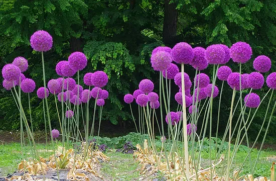 A modern kert növényei: díszfüvek, bambusz, puszpáng Allium Flowers, Cut Flowers, Dried Flowers, Allium Giganteum, Liatris, Perennial Plants, Perennials, Dutch Iris, Oriental Lily
