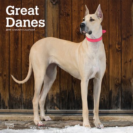 Browntrout Publishers 2019 Great Danes Calendar Dog Breeds Dog