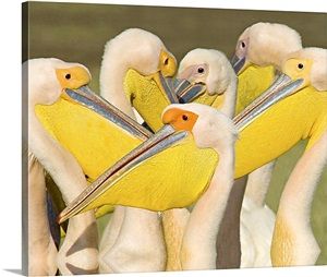 Flock of Great white pelicans Lake Nakuru Kenya Pelecanus