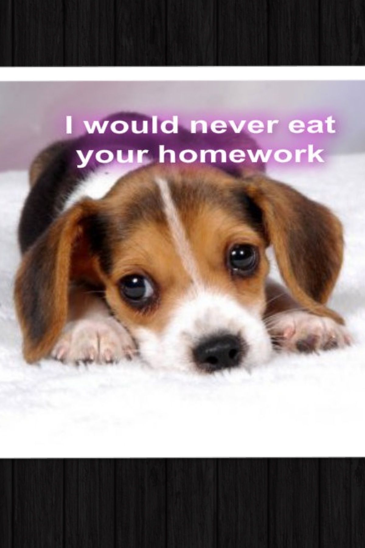 Beagle Puppy Malaysia Price