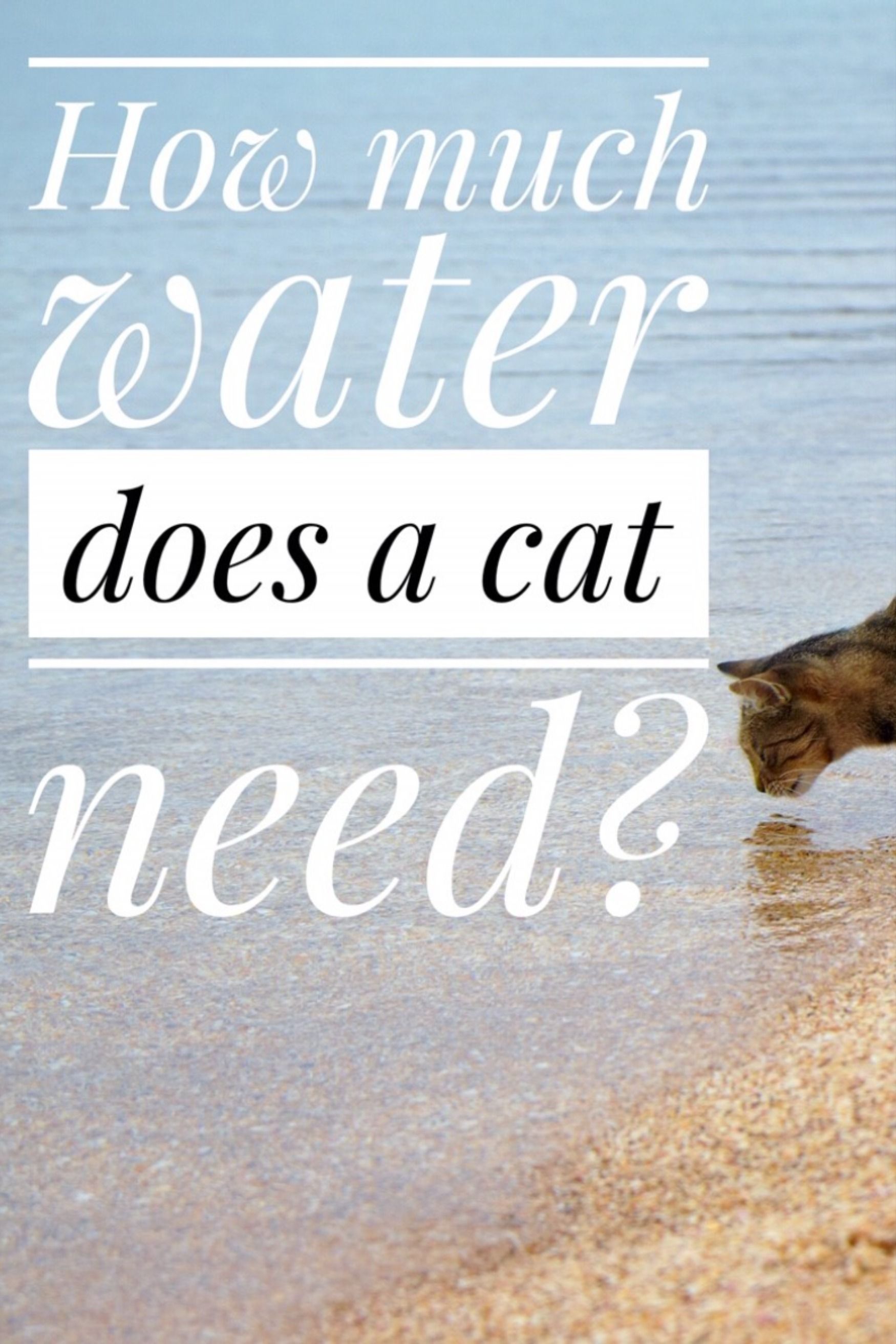 How Much Water Does A Cat Need Animal Stories Cats Water how-much-water-does-a-cat-need-animal-stories-cats-water