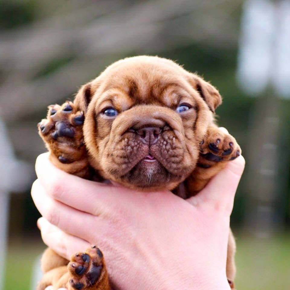 English Bulldog Puppy Cute Dog Pictures Cute Baby Animals Baby