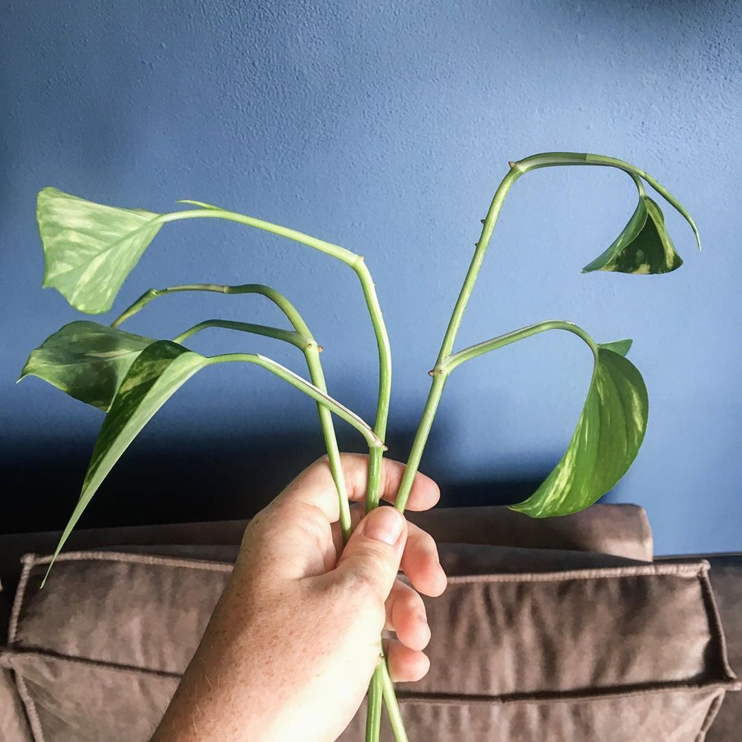Lekker stekken op zondag 🌱 Ik besloot er een blog aan te wijden want dat was alweer een tijdje geleden. Simpele stektips van yours truly 💙. #plantsofinstagram #stekken #scindapsus #ihavethisthingwithplants #plantguy Want, Yours Truly, Rotterdam, Blog, Blogging