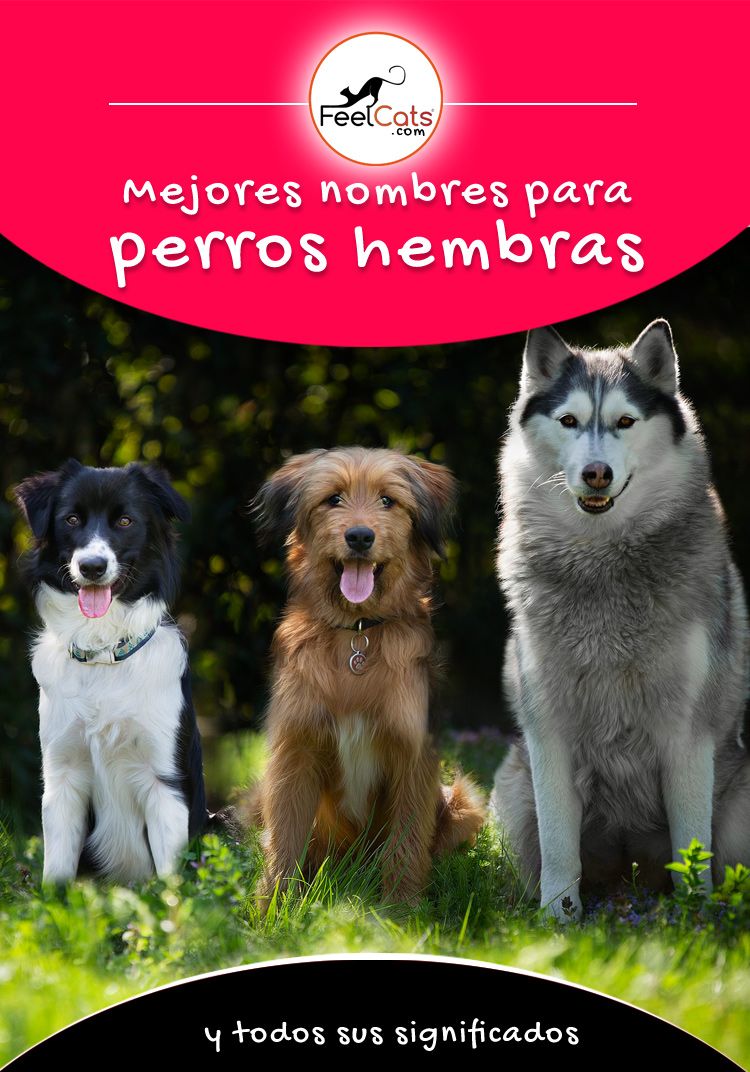 Pin En Nombres Para Perros Hembras