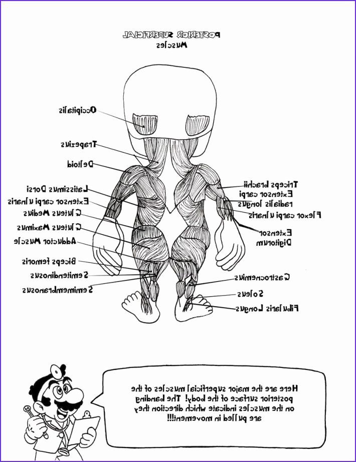 Download Netter's Anatomy Coloring Book Inspirational 15 Beautiful ...