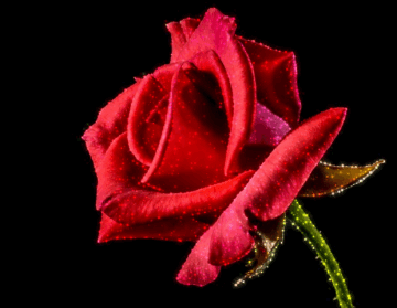 Rosa Roja Con Brillos Rosa Roja Sola Significado De La Rosa Flores Rojas