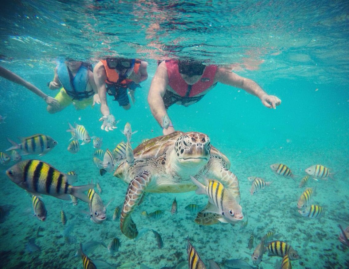 playa del carmen turtle snorkeling