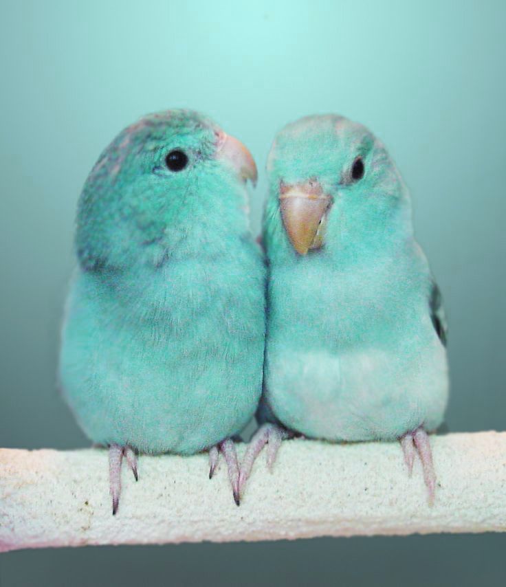 27 beautiful and colorful bird types from around the 27 beautiful and colorful bird types from around the
