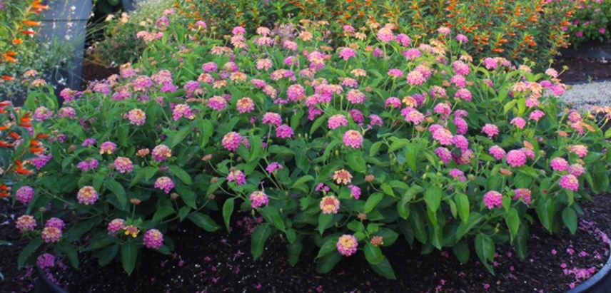 Full Size Picture Of Lantana Patriot Firewagon I Lantana Camara I Lantana Plant Lantana Plants