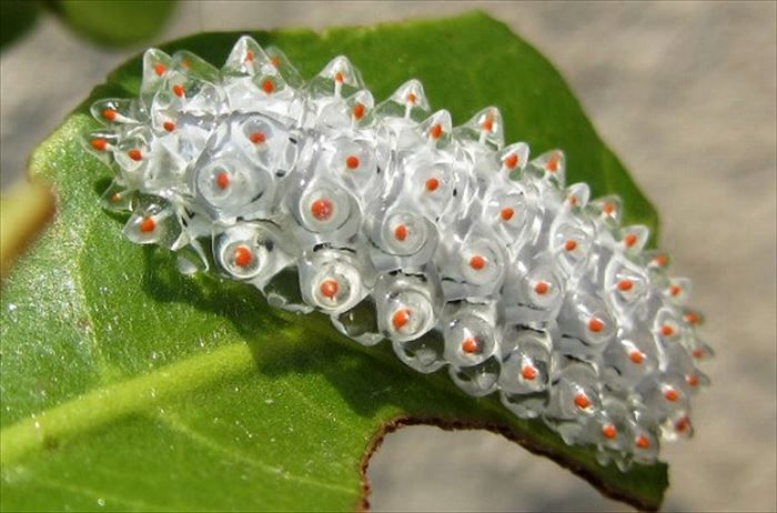 キモイ可愛い きもかわいい虫たち 昆虫画像50枚 美しい蝶 虫 蝶 キモイ可愛い きもかわいい虫たち 昆虫画像50枚 美しい蝶 虫 蝶