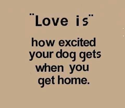 I Love How Happy My Dogs Get When I Get Home What They Don't Know Fascinating I Love My Dog Quotes I Love How Happy My Dogs Get When I Get Home What They Don't Know Fascinating I Love My Dog Quotes