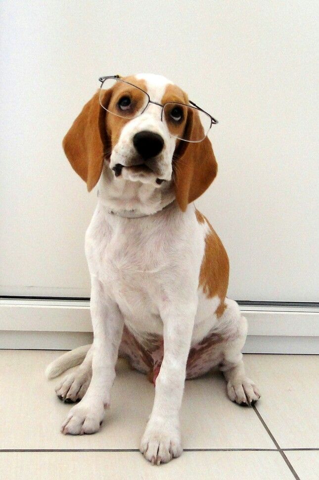 Some Dog Seizures Can Be Serious Puppy Sitting Dogs Dog Breeds