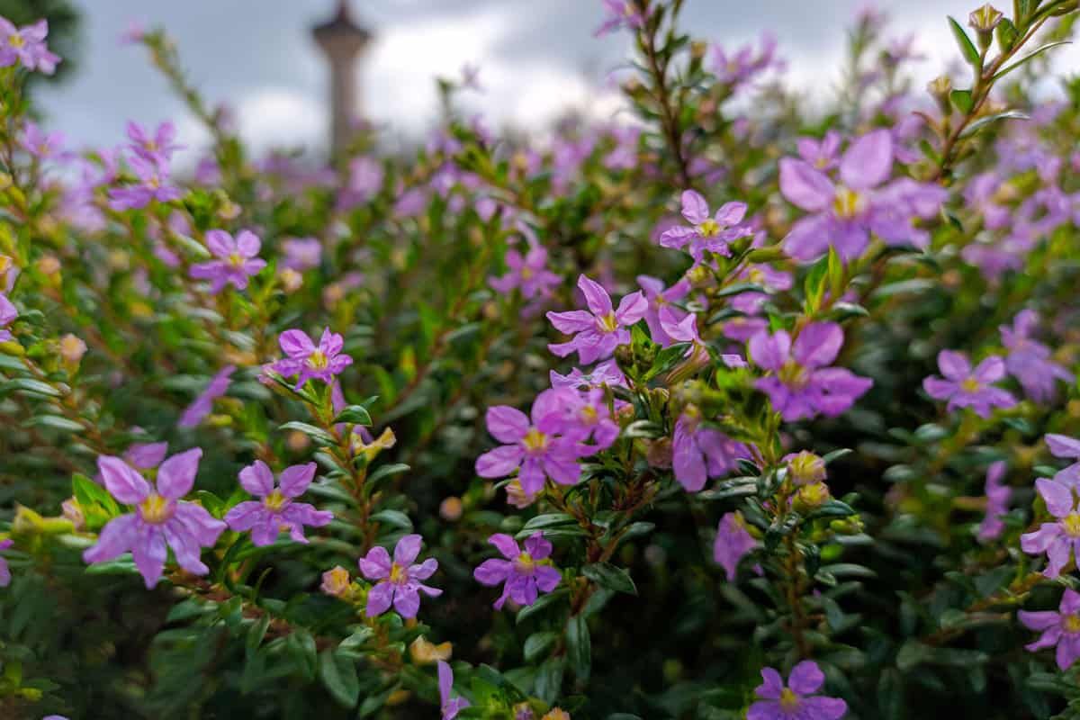 The 17 Best Plants to Grow in Zone 9b (25 to 30 °F/-3.9 to -1.1 °C)