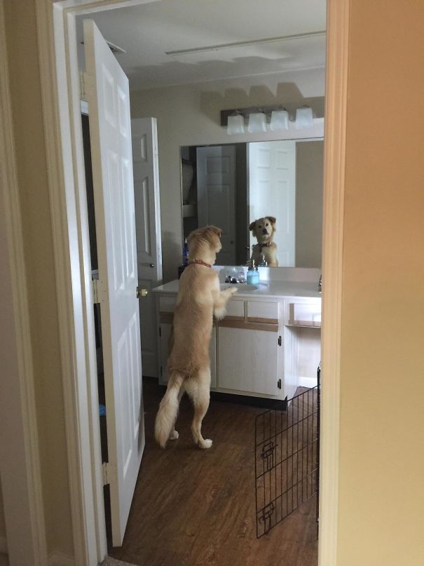 50 Hilarious Pics Of Dogs Acting Weird