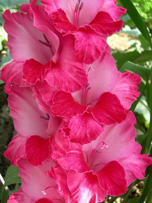 Ouramericanroots Com Gladiolus Gladiolus Flower Bulb Flowers Lily Seeds