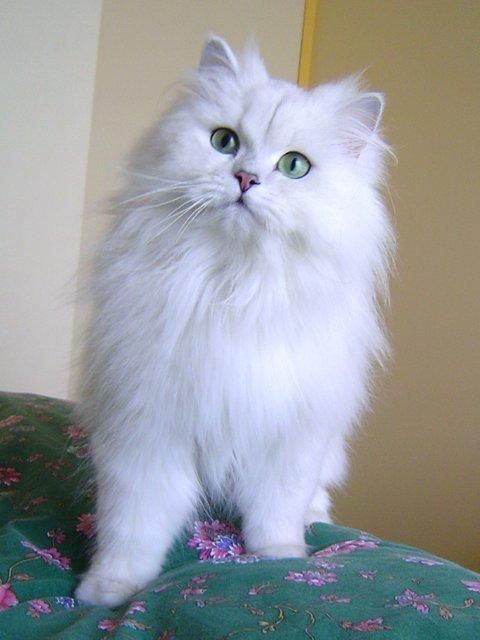 Pin By Bobbie Steward On Katzen U Raubkatzen Cats And Kittens Kittens Cutest Cute Animals