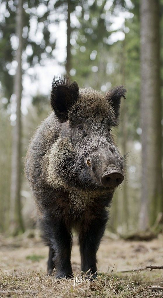 Wild Boar Sanglier D Europe Sus Scrofa Chasse Au Sanglier Sanglier Photo Sanglier Wild Boar Sanglier D Europe Sus Scrofa Chasse Au Sanglier Sanglier Photo Sanglier