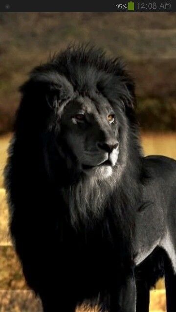 Pin by Maria Fernanda García Bustos on Animal Kingdom | Animals beautiful, Cute animals, Wild cats