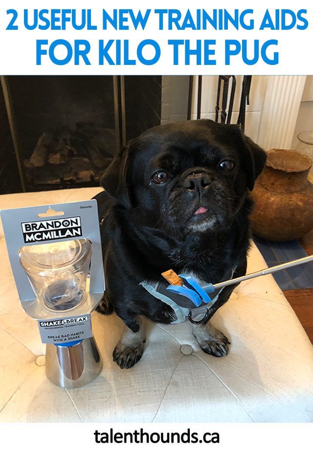 Useful New Petmate Training Aids For Kilo The Pug At Global Pet