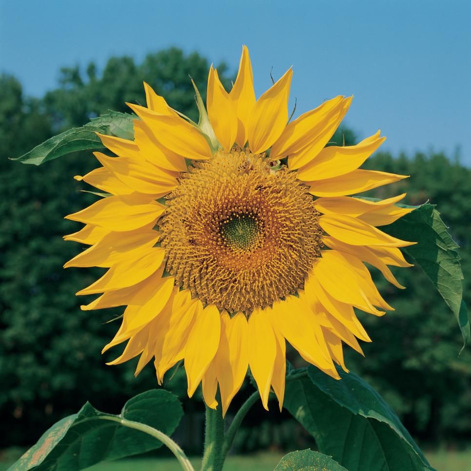 Discussion on this topic: 15. ...Sunflower garden, 15-sunflower-garden/ Discussion on this topic: 15. ...Sunflower garden, 15-sunflower-garden/