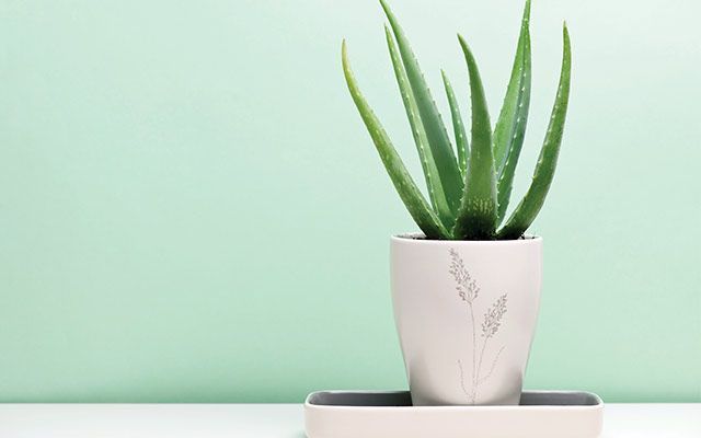 Aloe Vera Schlafzimmer 4 Aloe-Vera Uses - #AloeVera #schlafzimmerluft in 2020 | Schlafzimmer