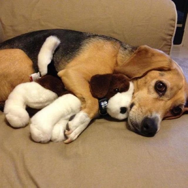 Piper Loves All Of Her Toys Her Toys Love All Of Her Back