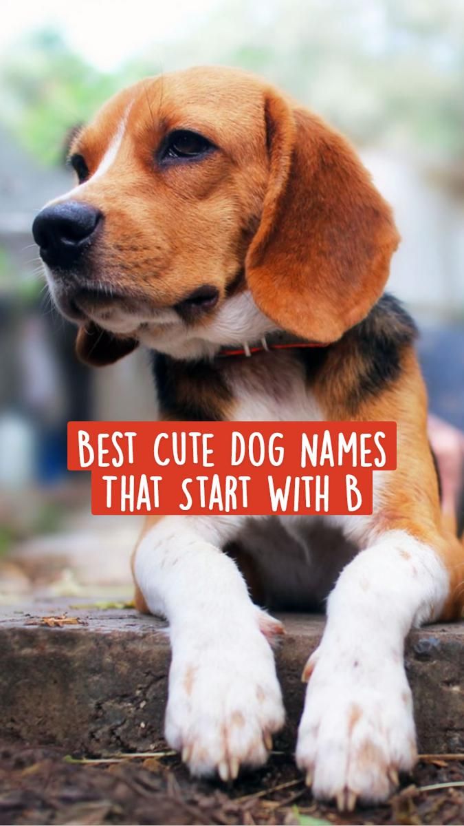 Unique Dog Names 300 Unique Names For Your Dog Artofit unique-dog-names-300-unique-names-for-your-dog-artofit