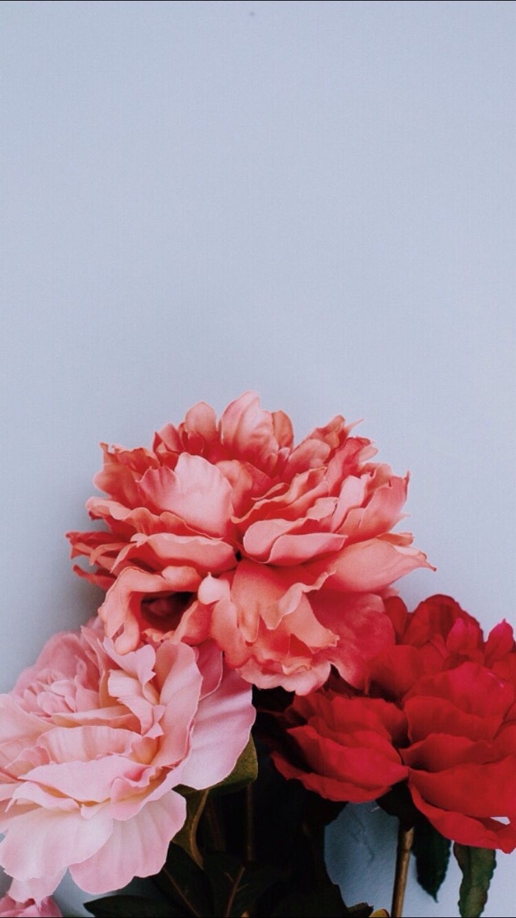 flower lockscreen wallpaper pin on packed green thumb flower lockscreen wallpaper pin on packed green thumb