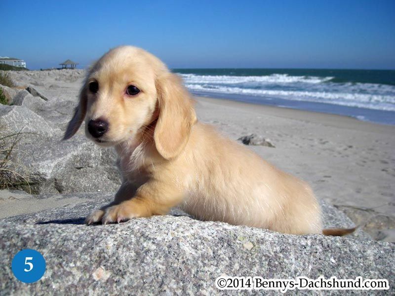 Kennel Free Dachshunds Puppies From Wilmington Nc