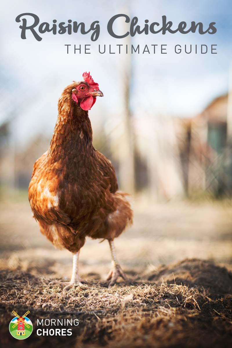 The Complete 7-Step Guide To Raising Chickens In Your Backyard If you want to learn how to raise chicken for eggs or meats, this guide has you covered. There are more than 50 articles from the experts. - The Complete 7-Step Guide To Raising Chickens In Your Backyard