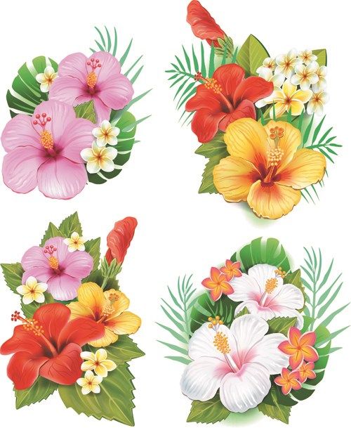 Vector Hibiscus And Beautiful Flowers Hibiscus Beautiful Flowers Cartoon Hibiscus Png And Vector Vector Flowers Flower Illustration Flower Clipart