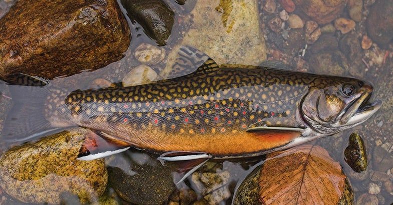 Connecticut River Dam Removal to Restore 140 Miles of Brook Trout Spawning Ground Trout Fishing, Fly Fishing, Pond Habitat, Trout Painting, Wildlife Foundation, Atlantic Salmon, Fish Stock, Brown Trout, Rainbow Trout